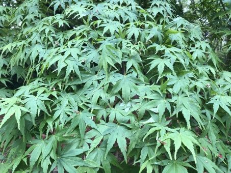 大麻