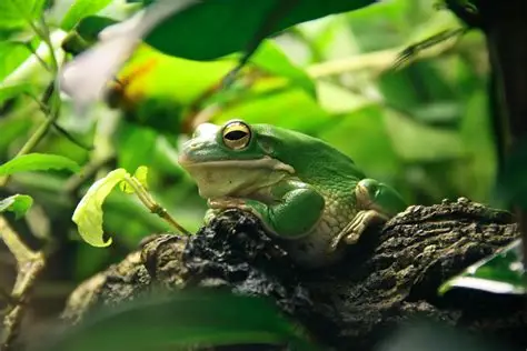 カエル